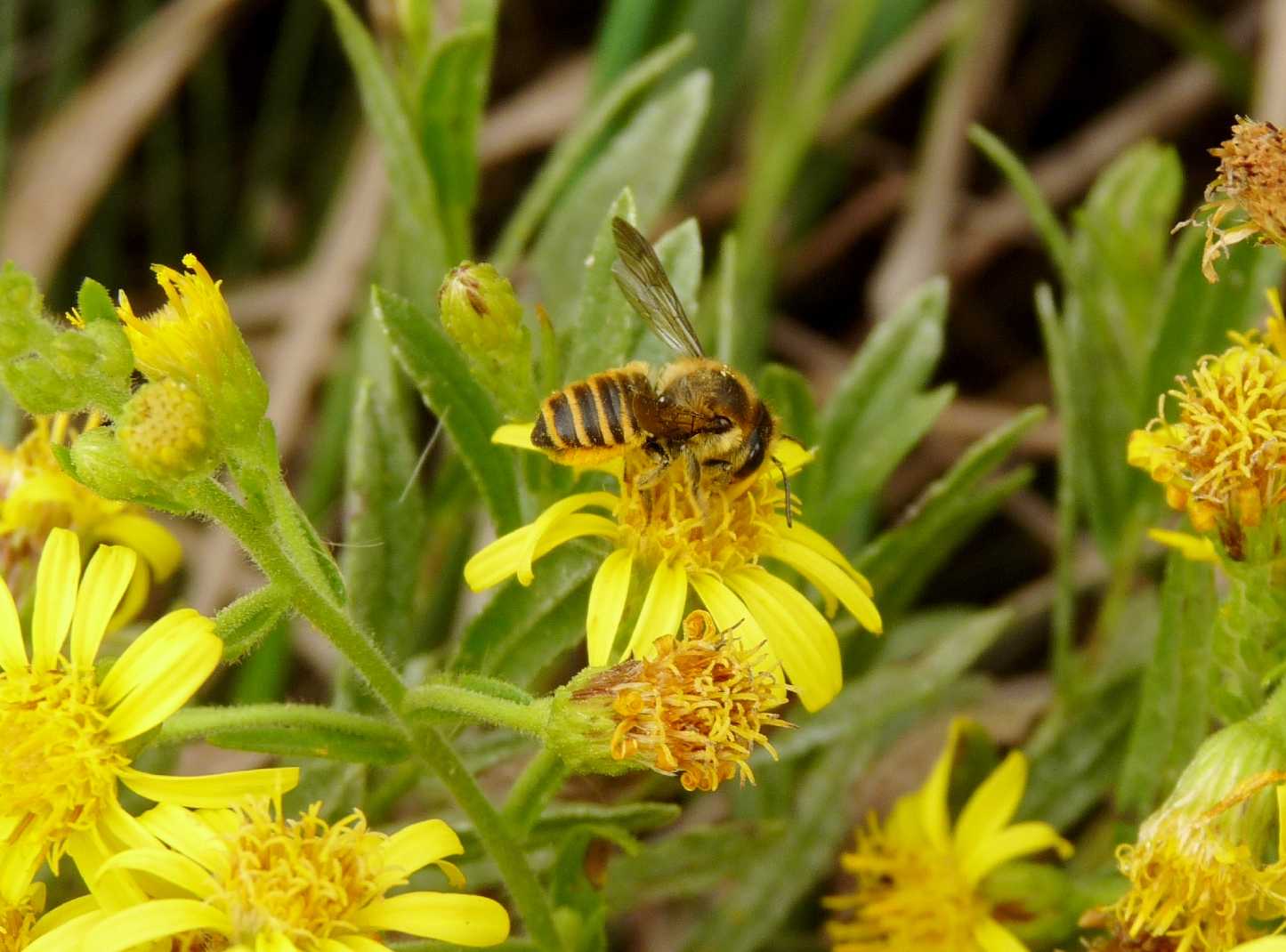 Imenottero nero giallo di polline; Megachile sp.